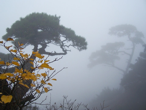 雨雾中的黄山松
