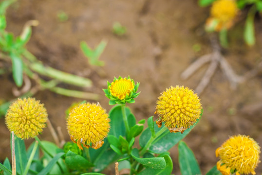 圆球金盏菊