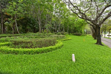 城市绿化