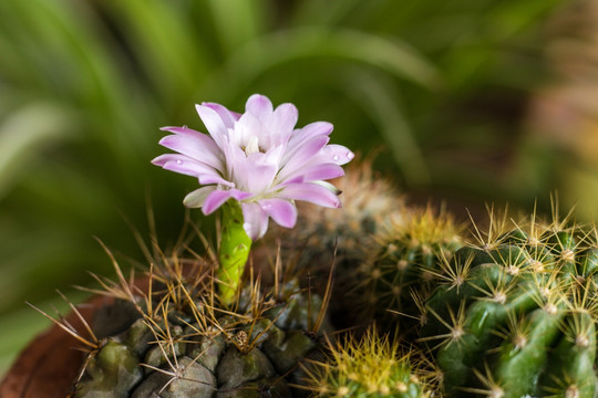 仙人球花