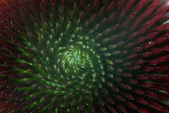 巴西菊
