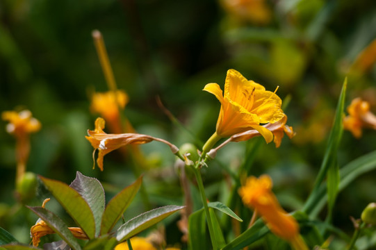 百合花