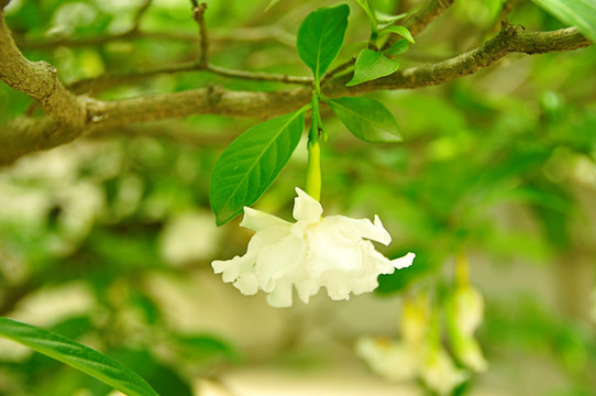 枝叶下倒挂的白色花