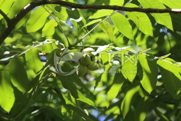 青核桃