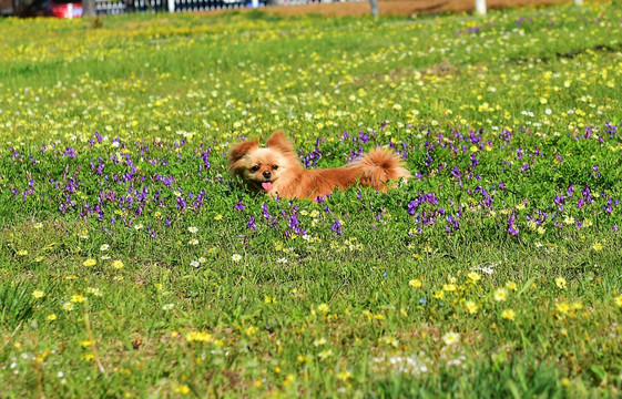 草坪里的小狗