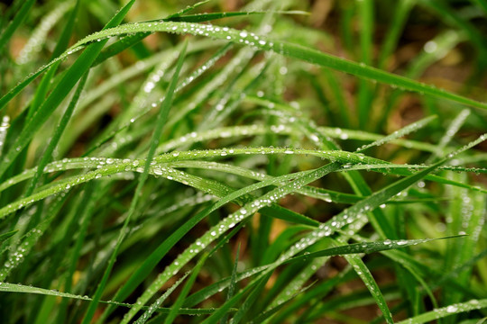 草 水珠 露珠