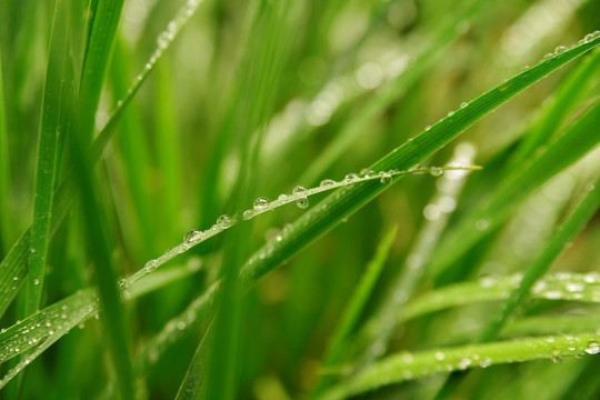 草 水珠 露珠