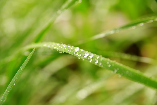 草 水珠 露珠