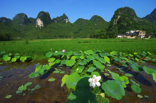 风景