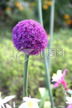 紫色大花葱