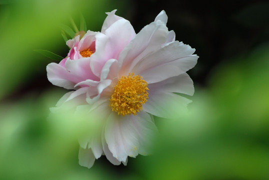 芍药花