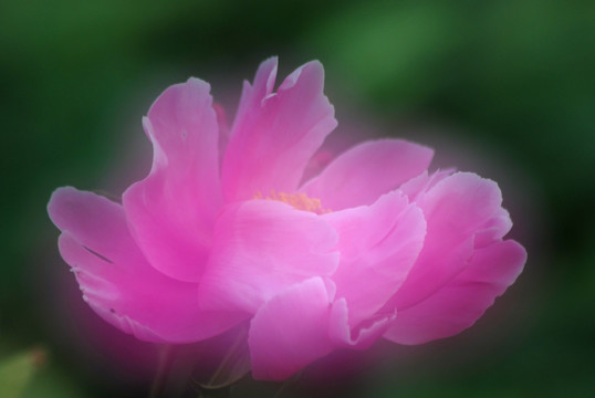 芍药花