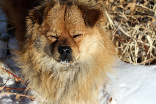 雪地里享受阳光的小狗
