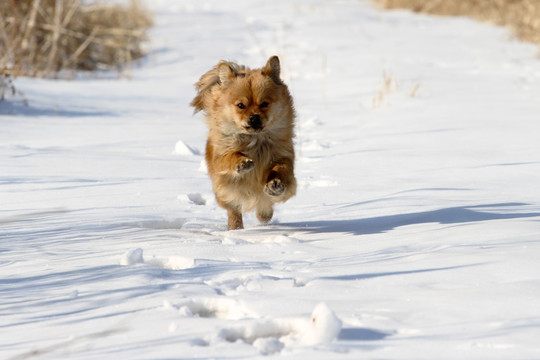 雪地中奔跑的小狗