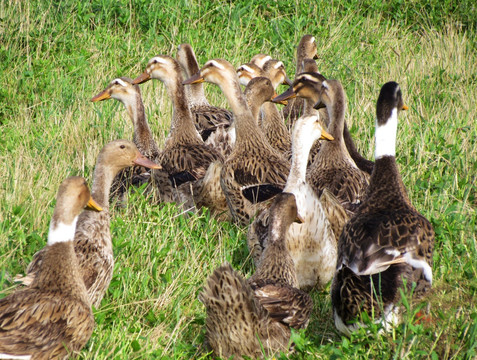 草丛里的一群鸭子
