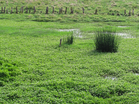碧绿的湿地