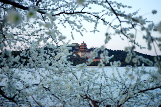 桃花与佛香阁