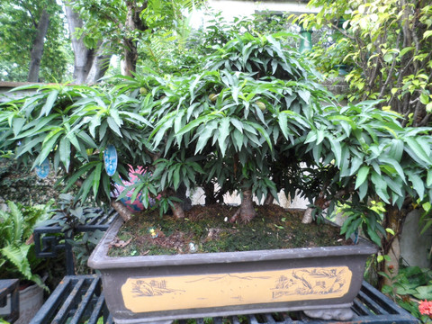 盆景 盆栽 景观