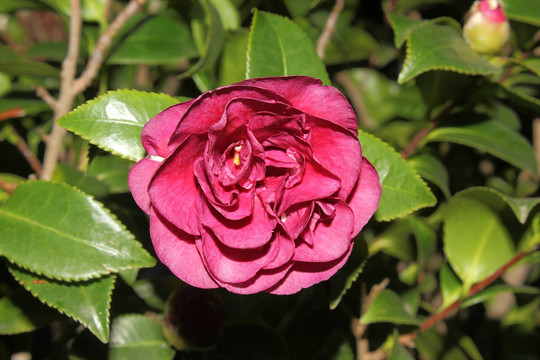 茶花