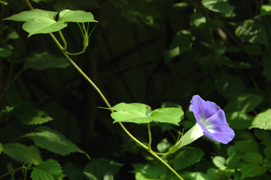 牵牛花