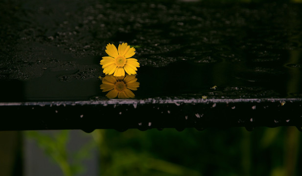 格桑花 波斯菊