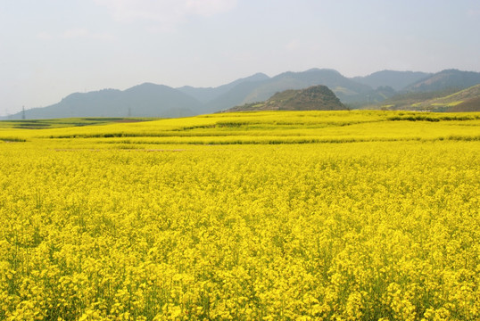 云南罗平油菜花田