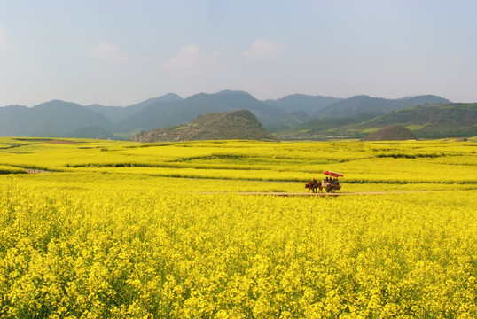 云南罗平油菜花田