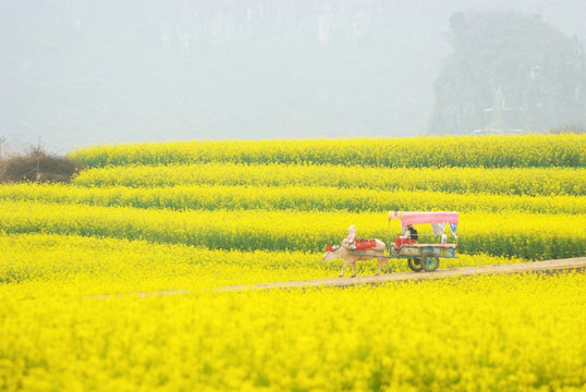 云南罗平油菜花田