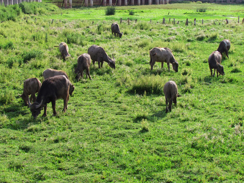 草地上的十一头水牛