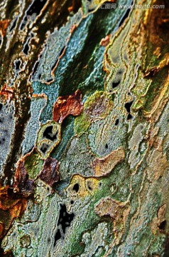 抽象樹皮