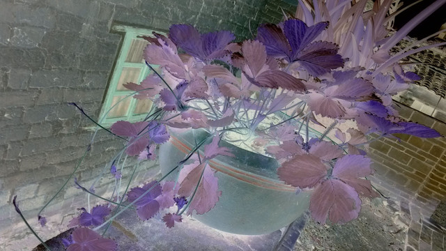 草莓