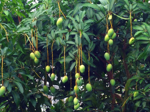 芒果
