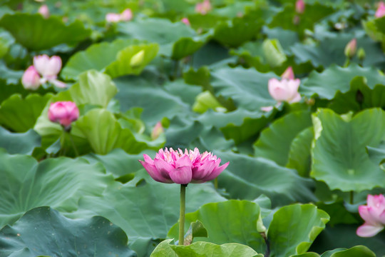 夏季荷花