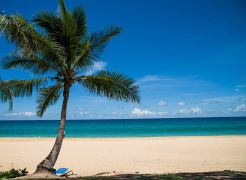 海边的椰子树