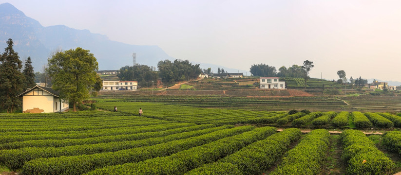 丹山红岩坝梯田全景接片