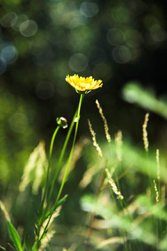 野草