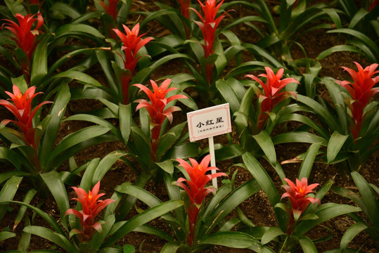 凤梨科植物小红星
