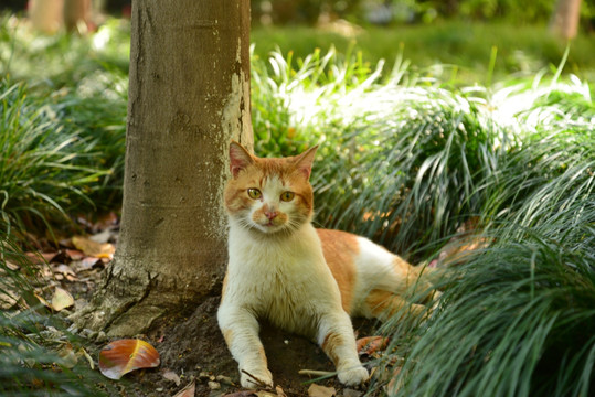 小花猫