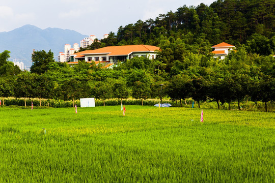 田园 别墅 园林