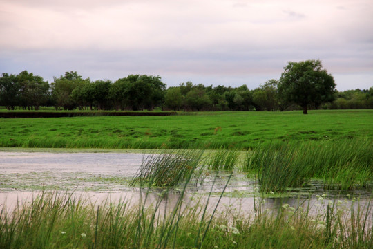 夏季傍晚湿地
