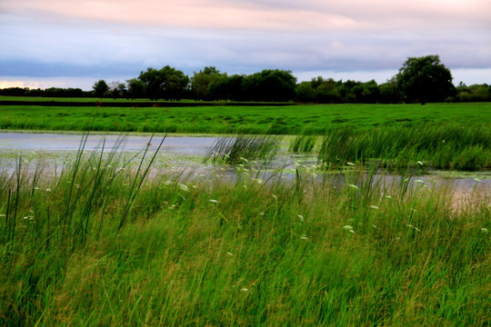 傍晚湿地的水草