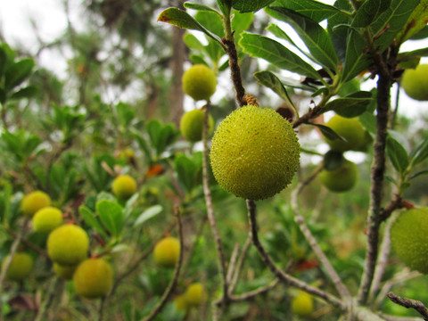 野生杨梅