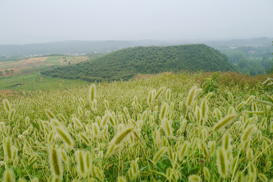 狗尾巴草