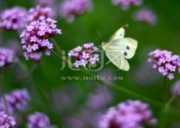 紫色花与白蝴蝶