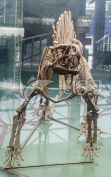 无齿芙蓉龙 恐龙化石 恐龙骨骼