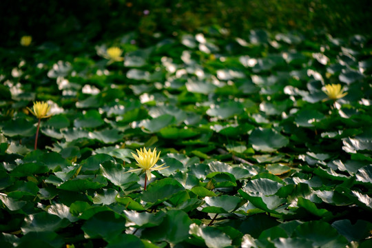 阳光午后莲花池