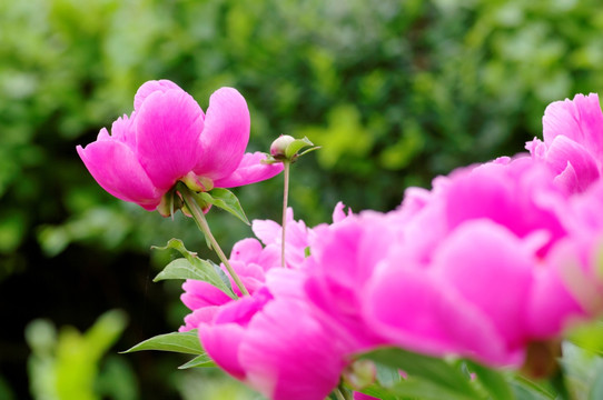 芍药花