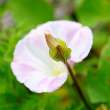 牵牛花