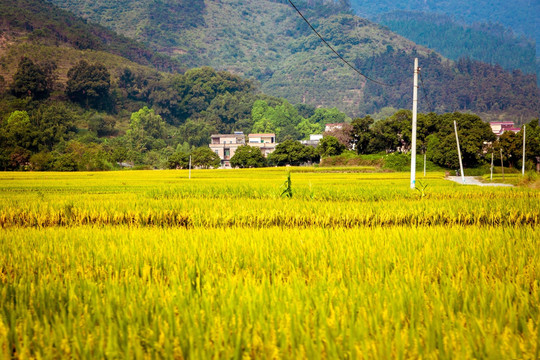 乡村田野