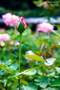 月季花花卉摄影背景素材